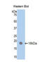 IL18RAP antibody, LS-C304748, Lifespan Biosciences, Western Blot image 