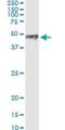 Paired Like Homeodomain 1 antibody, H00005307-M01, Novus Biologicals, Immunoprecipitation image 