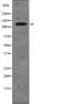 CD135 antibody, abx215426, Abbexa, Western Blot image 
