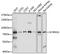 Sodium Channel Epithelial 1 Gamma Subunit antibody, 15-876, ProSci, Western Blot image 