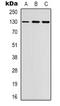 EPH Receptor B1 antibody, orb338937, Biorbyt, Western Blot image 