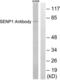 Sentrin-specific protease 1 antibody, LS-B7649, Lifespan Biosciences, Western Blot image 