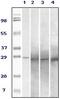 Ras-related protein Rab-25 antibody, 32-208, ProSci, Enzyme Linked Immunosorbent Assay image 