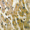 Acyl-CoA Thioesterase 4 antibody, LS-C354216, Lifespan Biosciences, Immunohistochemistry frozen image 