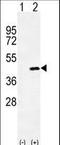 Osteoglycin antibody, LS-B10948, Lifespan Biosciences, Western Blot image 