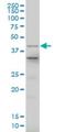 LIM Homeobox 4 antibody, H00089884-M15, Novus Biologicals, Western Blot image 