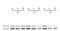 Microtubule Associated Protein 1 Light Chain 3 Alpha antibody, NBP2-24394, Novus Biologicals, Western Blot image 