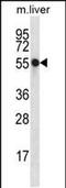 Nucleoredoxin antibody, PA5-48382, Invitrogen Antibodies, Western Blot image 