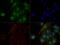 MYCN Proto-Oncogene, BHLH Transcription Factor antibody, GTX20057, GeneTex, Immunofluorescence image 
