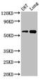 SHC Adaptor Protein 3 antibody, orb400692, Biorbyt, Western Blot image 