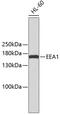 Early Endosome Antigen 1 antibody, 13-426, ProSci, Western Blot image 