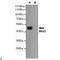 Wnt Family Member 3 antibody, LS-C813154, Lifespan Biosciences, Western Blot image 