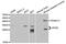 Apolipoprotein D antibody, TA332590, Origene, Western Blot image 