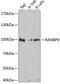 Ran-binding protein 9 antibody, A03448, Boster Biological Technology, Western Blot image 