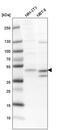 ECSIT Signalling Integrator antibody, PA5-60183, Invitrogen Antibodies, Western Blot image 