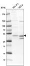 ECSIT Signalling Integrator antibody, PA5-60183, Invitrogen Antibodies, Western Blot image 