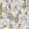 Canopy FGF Signaling Regulator 3 antibody, A7176, ABclonal Technology, Immunohistochemistry paraffin image 