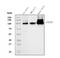 Calmegin antibody, A05261-2, Boster Biological Technology, Western Blot image 