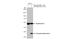 Gasdermin D antibody, GTX636754, GeneTex, Western Blot image 