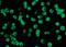 Death Associated Protein Kinase 3 antibody, orb86755, Biorbyt, Immunofluorescence image 