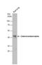 Galactosidase Alpha antibody, NBP2-16576, Novus Biologicals, Western Blot image 