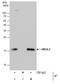 Ubiquitin-conjugating enzyme E2 L3 antibody, PA5-21598, Invitrogen Antibodies, Immunoprecipitation image 