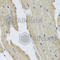 Peripherin antibody, A4048, ABclonal Technology, Immunohistochemistry paraffin image 