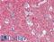 MFRN2 antibody, LS-B3556, Lifespan Biosciences, Immunohistochemistry frozen image 
