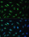 Lamin B Receptor antibody, 19-682, ProSci, Immunofluorescence image 