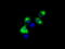 Lipase G, Endothelial Type antibody, TA501048, Origene, Immunofluorescence image 