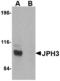 Junctophilin 3 antibody, A08160, Boster Biological Technology, Western Blot image 