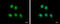 MAA antibody, GTX103961, GeneTex, Immunofluorescence image 