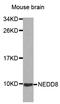 NEDD8 Ubiquitin Like Modifier antibody, LS-C331019, Lifespan Biosciences, Western Blot image 