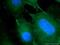Desmoglein 2 antibody, 21880-1-AP, Proteintech Group, Immunofluorescence image 
