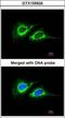 Keratin 18 antibody, GTX105624, GeneTex, Immunocytochemistry image 