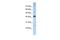 Basic Leucine Zipper ATF-Like Transcription Factor antibody, PA5-40595, Invitrogen Antibodies, Western Blot image 