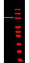 BTB Domain And CNC Homolog 1 antibody, orb86574, Biorbyt, Western Blot image 