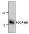PDGFB antibody, GTX59863, GeneTex, Western Blot image 