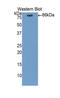 Heat Shock Protein 90 Alpha Family Class B Member 1 antibody, LS-C294417, Lifespan Biosciences, Western Blot image 