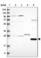 Phosphoribosyltransferase domain-containing protein 1 antibody, NBP1-83261, Novus Biologicals, Western Blot image 