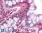 Platelet Derived Growth Factor Receptor Like antibody, LS-B858, Lifespan Biosciences, Immunohistochemistry frozen image 