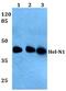 ELAV Like RNA Binding Protein 2 antibody, PA5-36157, Invitrogen Antibodies, Western Blot image 