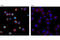 Paired Box 5 antibody, 8970T, Cell Signaling Technology, Immunocytochemistry image 