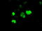 Aryl Hydrocarbon Receptor Nuclear Translocator Like antibody, M00260-1, Boster Biological Technology, Immunofluorescence image 