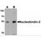 Nucleobindin 2 antibody, MBS153535, MyBioSource, Western Blot image 
