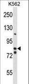 BTB Domain And CNC Homolog 2 antibody, LS-C156727, Lifespan Biosciences, Western Blot image 