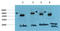 Tubulin Gamma 1 antibody, STJ97758, St John