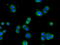 Cytochrome P450 Family 1 Subfamily A Member 2 antibody, GTX84643, GeneTex, Immunofluorescence image 
