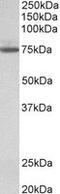 Transglutaminase 4 antibody, MBS422770, MyBioSource, Western Blot image 