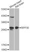 Ribonuclease P/MRP Subunit P30 antibody, LS-C747655, Lifespan Biosciences, Western Blot image 